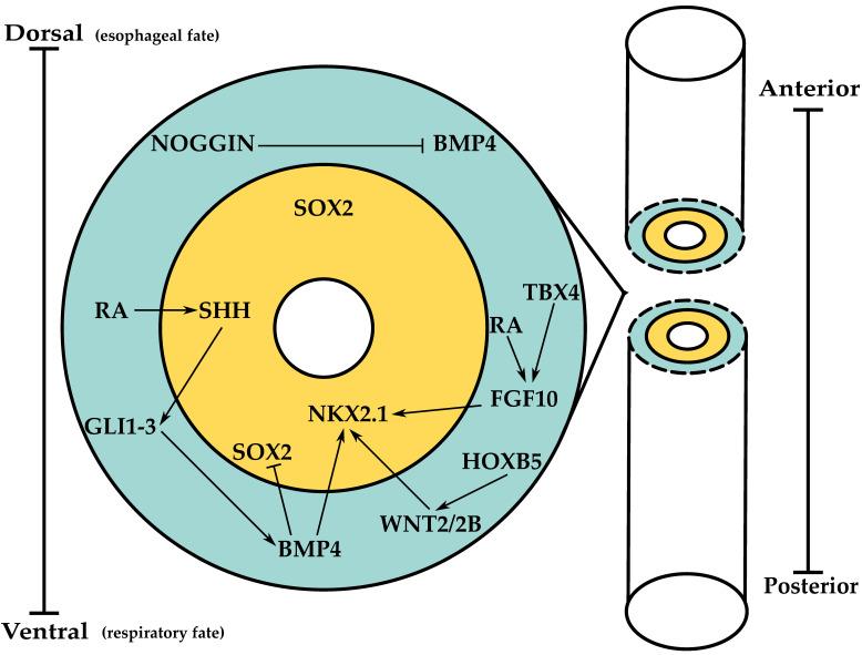 https://cdn.ncbi.nlm.nih.gov/pmc/blobs/0e0a/8616556/36f0b9089f3e/cells-10-02987-g001.jpg