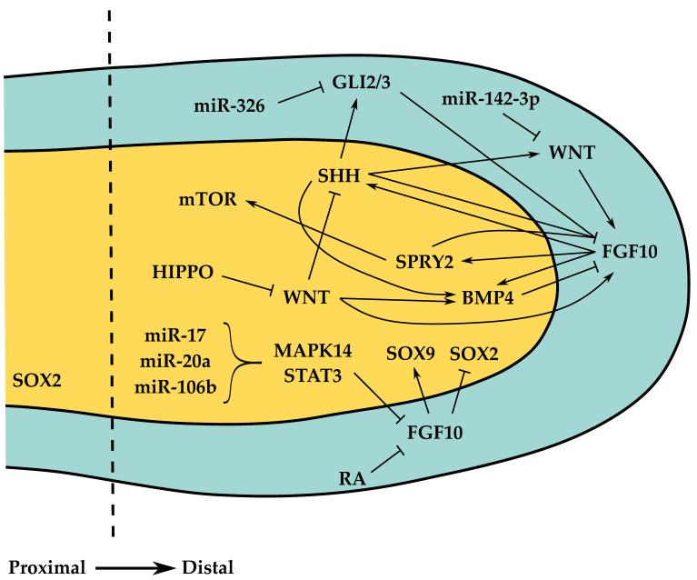https://cdn.ncbi.nlm.nih.gov/pmc/blobs/0e0a/8616556/46858fe62029/cells-10-02987-g002.jpg