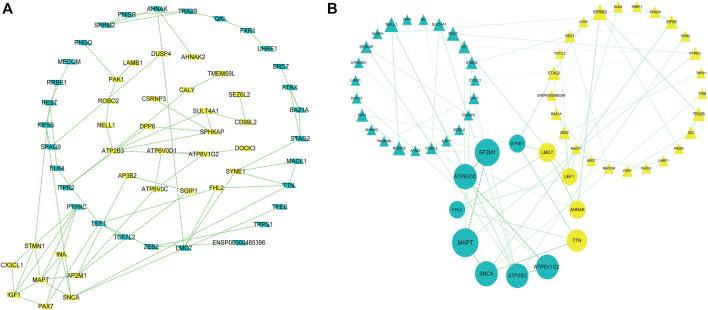 https://cdn.ncbi.nlm.nih.gov/pmc/blobs/0e0b/9716081/d03caa9a9508/fgene-13-1049786-g003.jpg