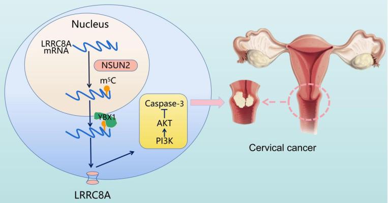 https://cdn.ncbi.nlm.nih.gov/pmc/blobs/0e0b/9830503/94d911976462/ijbsv19p0691g008.jpg