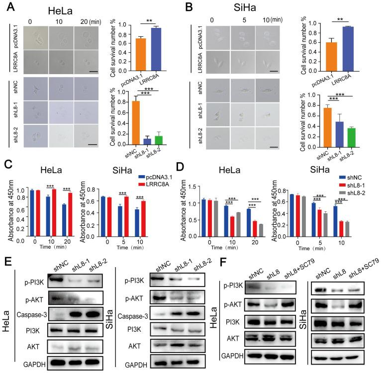 https://cdn.ncbi.nlm.nih.gov/pmc/blobs/0e0b/9830503/db10c3dc5dff/ijbsv19p0691g003.jpg