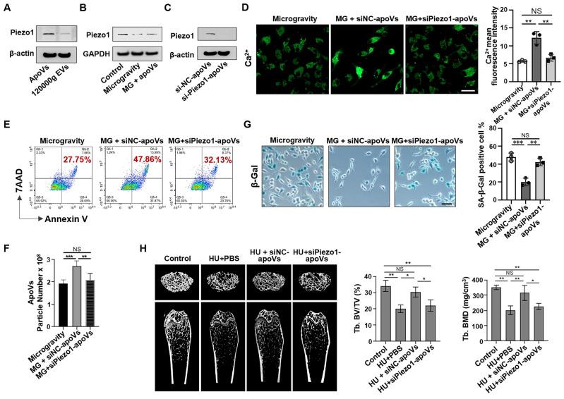 https://cdn.ncbi.nlm.nih.gov/pmc/blobs/0e0c/11373628/6223a34077be/thnov14p4730g008.jpg