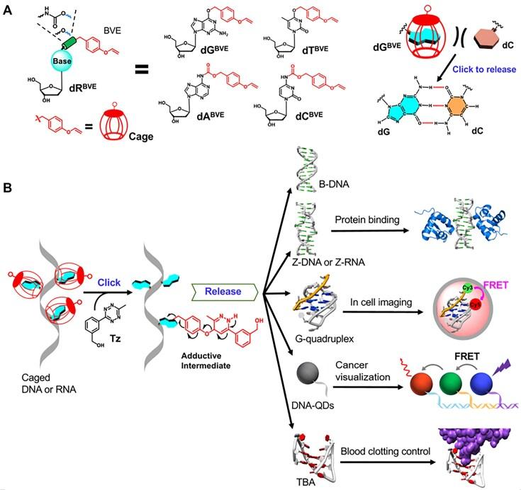 https://cdn.ncbi.nlm.nih.gov/pmc/blobs/0e0e/12214008/34a8a1dd1019/gkaf571fig1.jpg