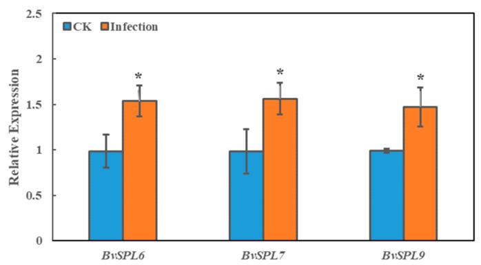 https://cdn.ncbi.nlm.nih.gov/pmc/blobs/0e0f/11354545/8ce194409bc2/ijms-25-08989-g011.jpg