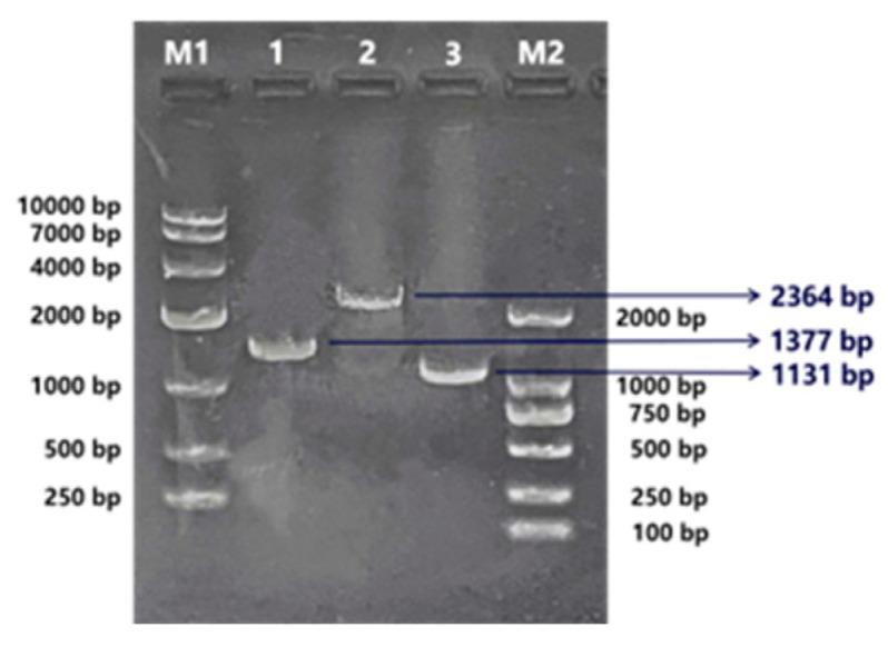 https://cdn.ncbi.nlm.nih.gov/pmc/blobs/0e0f/11354545/c26544fb7a13/ijms-25-08989-g006.jpg