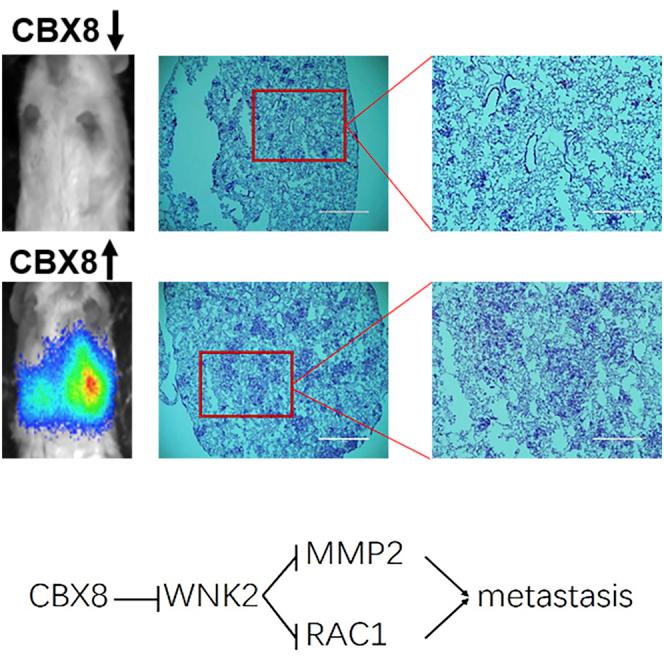 https://cdn.ncbi.nlm.nih.gov/pmc/blobs/0e17/7666318/35f8b8a5a4f1/fx1.jpg