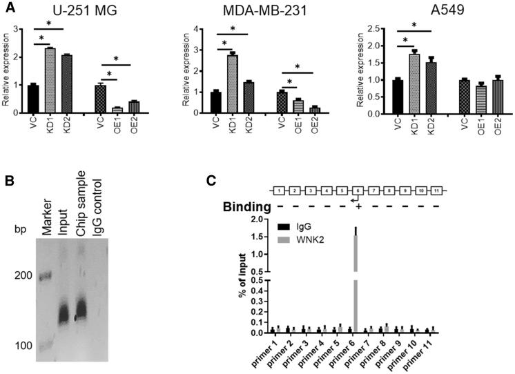 https://cdn.ncbi.nlm.nih.gov/pmc/blobs/0e17/7666318/aba0646ffb35/gr4.jpg