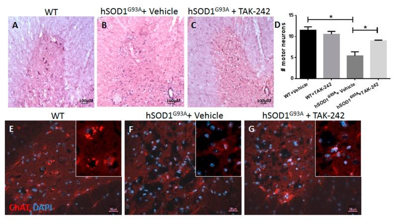 https://cdn.ncbi.nlm.nih.gov/pmc/blobs/0e1a/5578056/de0d7499e821/ijms-18-01666-g004.jpg