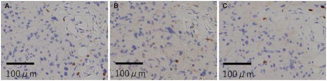 https://cdn.ncbi.nlm.nih.gov/pmc/blobs/0e1b/9098982/6d0e47fdbe99/btrt-10-129-g004.jpg