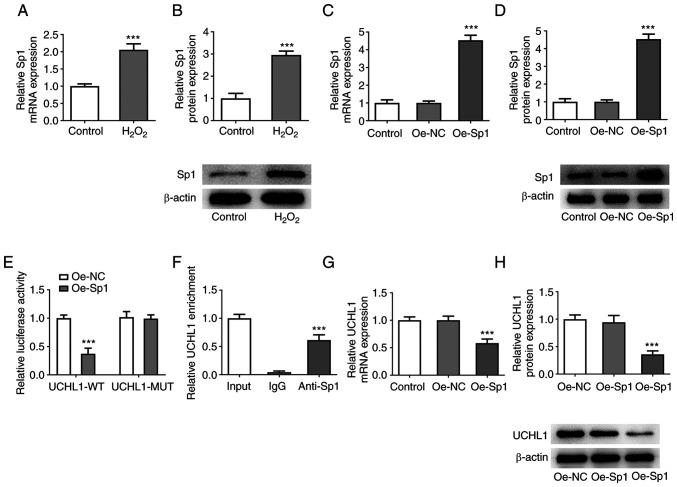 https://cdn.ncbi.nlm.nih.gov/pmc/blobs/0e1b/9905655/7e6c6e1499c3/etm-25-02-11793-g03.jpg