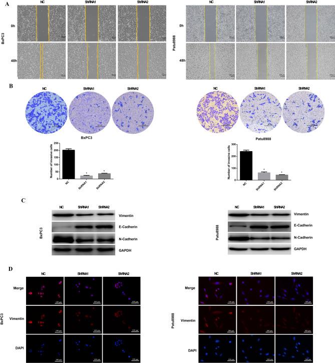 https://cdn.ncbi.nlm.nih.gov/pmc/blobs/0e1e/11364638/47322a049bd4/41598_2024_70764_Fig6_HTML.jpg