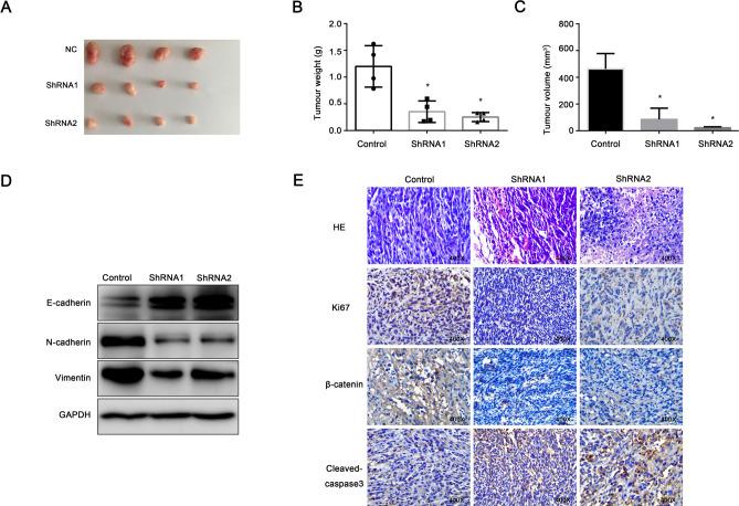 https://cdn.ncbi.nlm.nih.gov/pmc/blobs/0e1e/11364638/74cc78947fc1/41598_2024_70764_Fig9_HTML.jpg