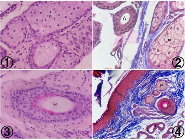 https://cdn.ncbi.nlm.nih.gov/pmc/blobs/0e21/11004546/e13ff8d50da3/VMS3-10-e1450-g012.jpg