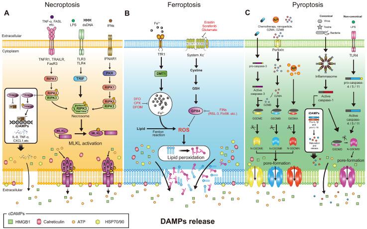 https://cdn.ncbi.nlm.nih.gov/pmc/blobs/0e22/10230015/77ae55885753/bmb-56-5-275-f2.jpg