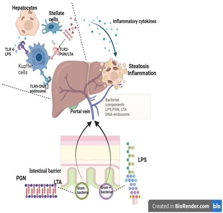 https://cdn.ncbi.nlm.nih.gov/pmc/blobs/0e22/10671049/1d85046342c9/ijms-24-16034-g001.jpg