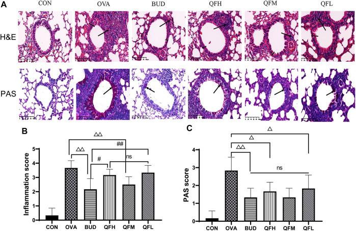 https://cdn.ncbi.nlm.nih.gov/pmc/blobs/0e26/9445488/5e678b45868b/fphar-13-911667-g002.jpg