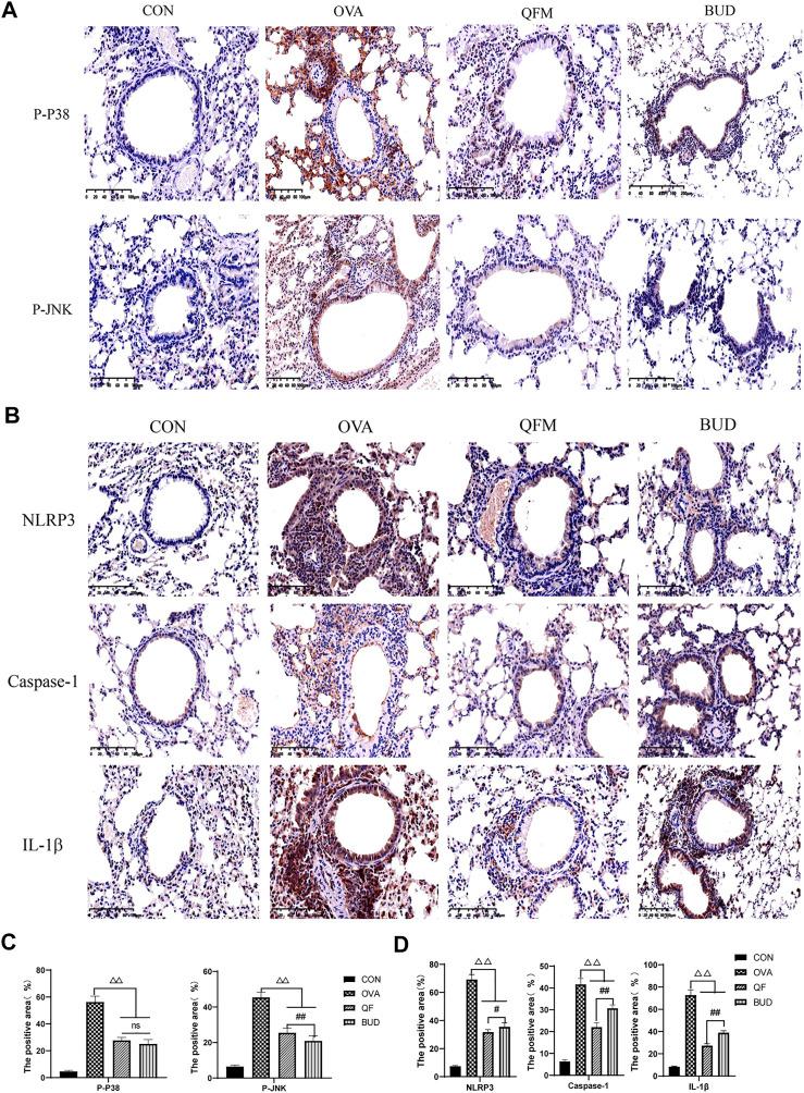 https://cdn.ncbi.nlm.nih.gov/pmc/blobs/0e26/9445488/fbbcfd5259f3/fphar-13-911667-g008.jpg