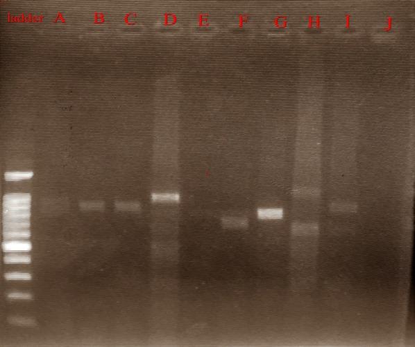 https://cdn.ncbi.nlm.nih.gov/pmc/blobs/0e27/6560730/c700f85579d1/13104_2019_4361_Fig1_HTML.jpg
