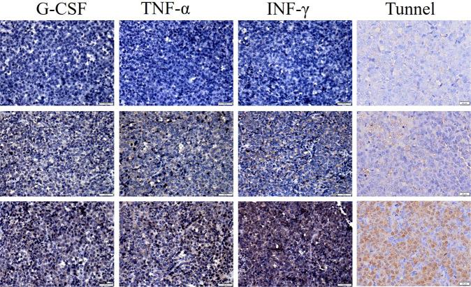 https://cdn.ncbi.nlm.nih.gov/pmc/blobs/0e2a/8850188/53941d0e167d/41417_2021_295_Fig6_HTML.jpg