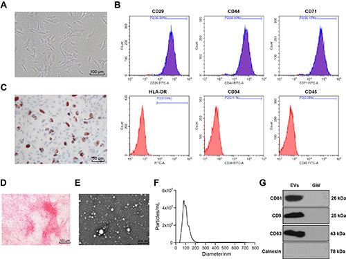 https://cdn.ncbi.nlm.nih.gov/pmc/blobs/0e31/9251612/960c89054558/ejh-66-3-3394-g001.jpg