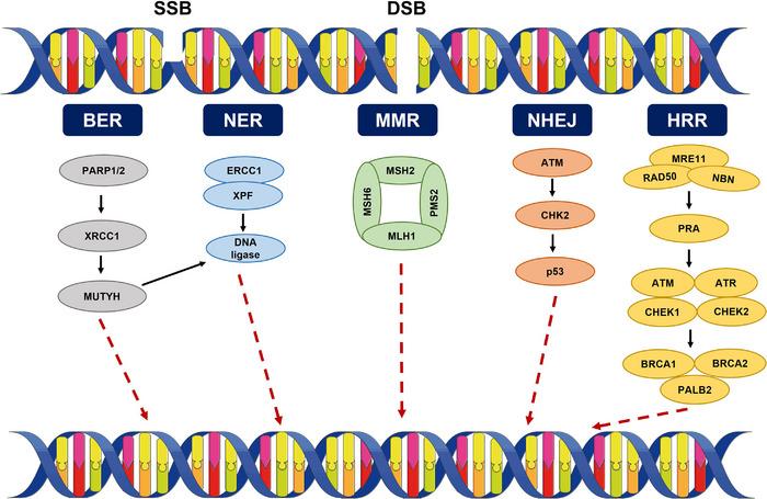 https://cdn.ncbi.nlm.nih.gov/pmc/blobs/0e35/12079026/8a460e727349/MCO2-6-e70202-g004.jpg