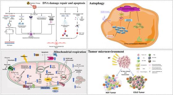 https://cdn.ncbi.nlm.nih.gov/pmc/blobs/0e35/12079026/a1a0f42969ae/MCO2-6-e70202-g005.jpg