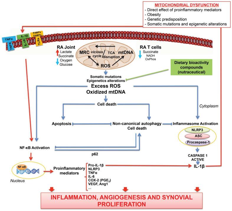 https://cdn.ncbi.nlm.nih.gov/pmc/blobs/0e35/9220001/1710529a3316/antioxidants-11-01151-g001.jpg