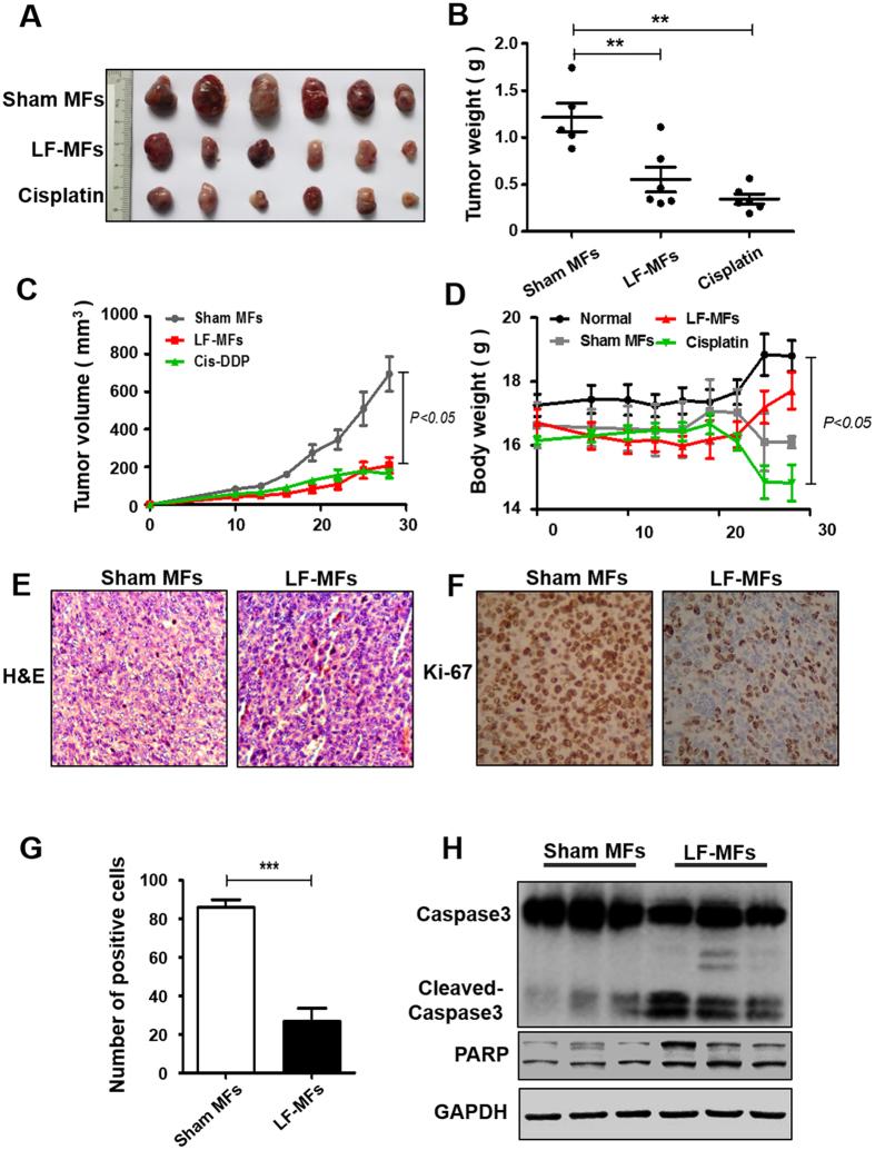 https://cdn.ncbi.nlm.nih.gov/pmc/blobs/0e37/5603574/4c3db41a0840/41598_2017_10407_Fig1_HTML.jpg