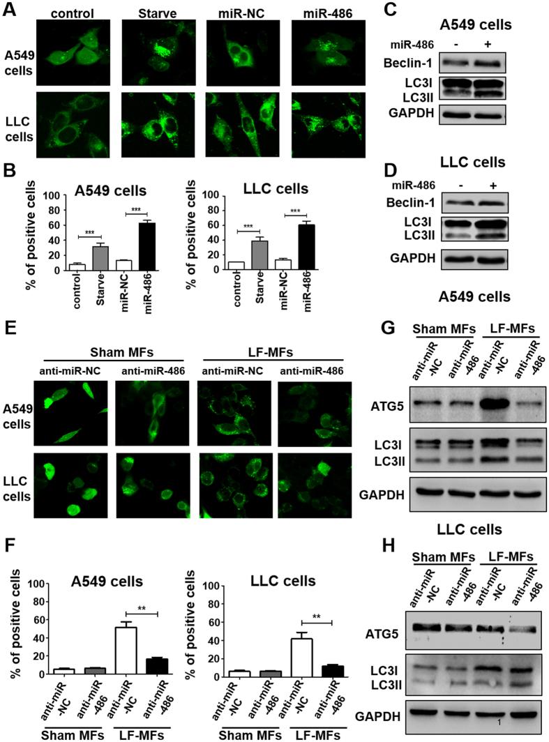 https://cdn.ncbi.nlm.nih.gov/pmc/blobs/0e37/5603574/7294887b3d8b/41598_2017_10407_Fig5_HTML.jpg