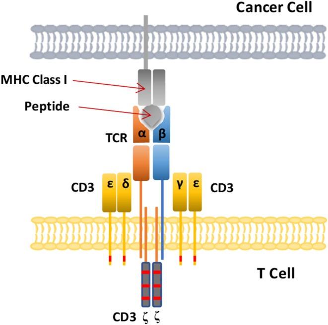 https://cdn.ncbi.nlm.nih.gov/pmc/blobs/0e38/6798078/255fc598252c/fimmu-10-02250-g0005.jpg