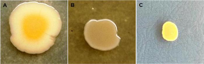 https://cdn.ncbi.nlm.nih.gov/pmc/blobs/0e39/9088959/b75b3805aa53/ao1c07178_0006.jpg