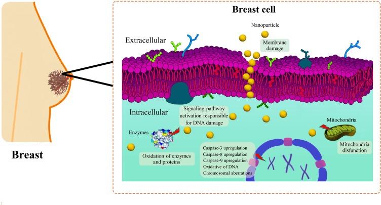 https://cdn.ncbi.nlm.nih.gov/pmc/blobs/0e3a/7245458/5bacd23b3d81/IJN-15-3577-g0004.jpg
