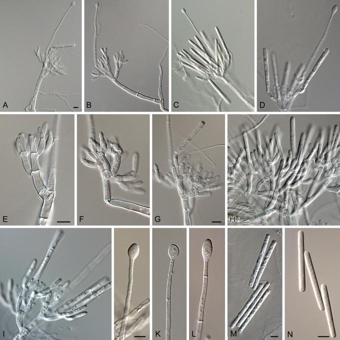 https://cdn.ncbi.nlm.nih.gov/pmc/blobs/0e3d/2886099/cf0666f372ef/31fig7.jpg