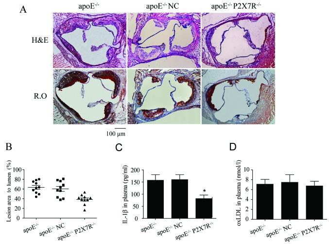 https://cdn.ncbi.nlm.nih.gov/pmc/blobs/0e42/4380202/014848d8f133/IJMM-35-05-1179-g02.jpg