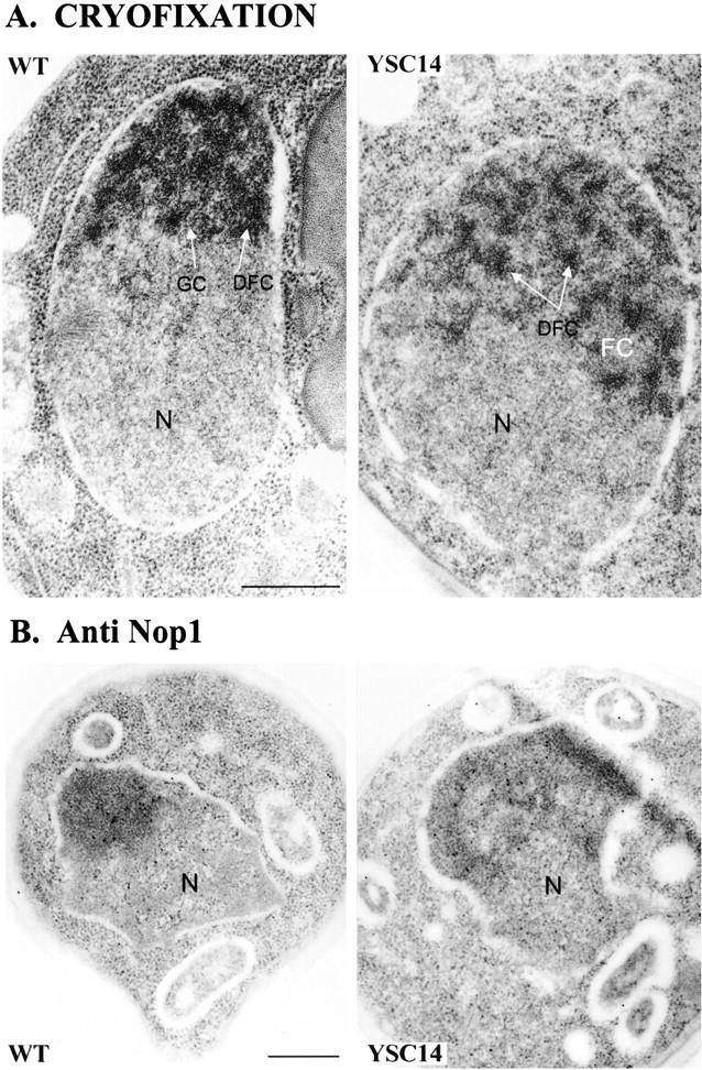 https://cdn.ncbi.nlm.nih.gov/pmc/blobs/0e43/2133170/9ee4a7162ff6/JCB9901116.f7.jpg