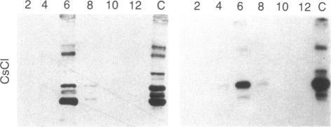 https://cdn.ncbi.nlm.nih.gov/pmc/blobs/0e43/304533/ff7940ffbfde/pnas00272-0107-a.jpg