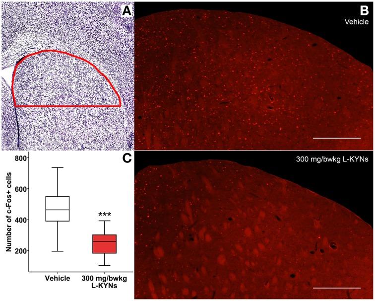 https://cdn.ncbi.nlm.nih.gov/pmc/blobs/0e47/4468612/634d3a6e6eb3/fnbeh-09-00157-g0006.jpg