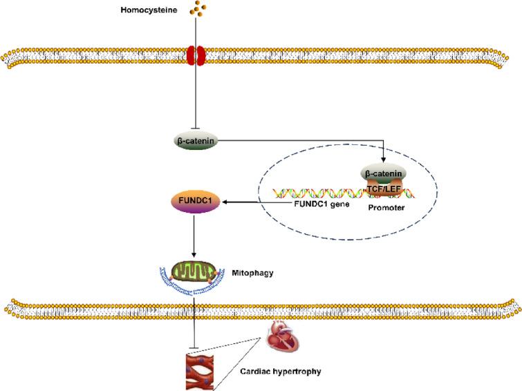 https://cdn.ncbi.nlm.nih.gov/pmc/blobs/0e48/12214670/b499b298835b/41598_2025_6772_Fig8_HTML.jpg