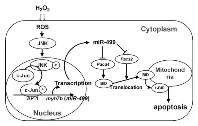 https://cdn.ncbi.nlm.nih.gov/pmc/blobs/0e4a/4075519/3cbaa590c506/rna-11-339-g7.jpg