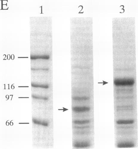 https://cdn.ncbi.nlm.nih.gov/pmc/blobs/0e4b/196206/8386af1817d0/jbacter00045-0120-a.jpg