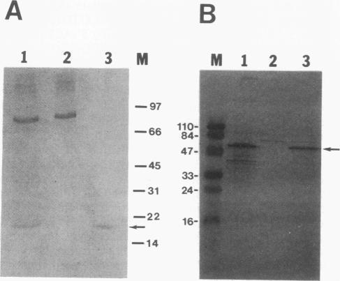 https://cdn.ncbi.nlm.nih.gov/pmc/blobs/0e4b/196206/8b7ed240ad83/jbacter00045-0122-b.jpg