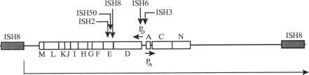 https://cdn.ncbi.nlm.nih.gov/pmc/blobs/0e4b/196206/cd110749d350/jbacter00045-0119-a.jpg
