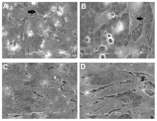 https://cdn.ncbi.nlm.nih.gov/pmc/blobs/0e4c/3173048/20fac9fe1a2b/ijn-6-1853f3.jpg
