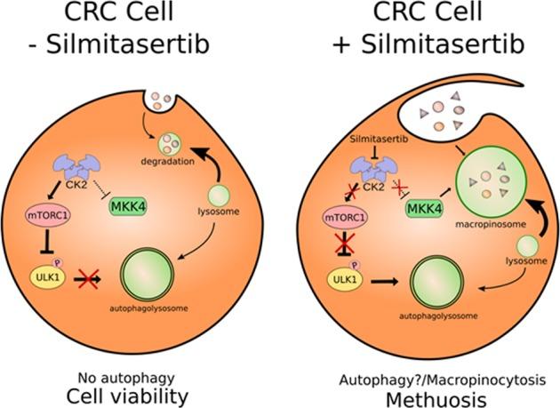 https://cdn.ncbi.nlm.nih.gov/pmc/blobs/0e50/6347595/3d0560fc3b7e/41419_2019_1306_Fig8_HTML.jpg