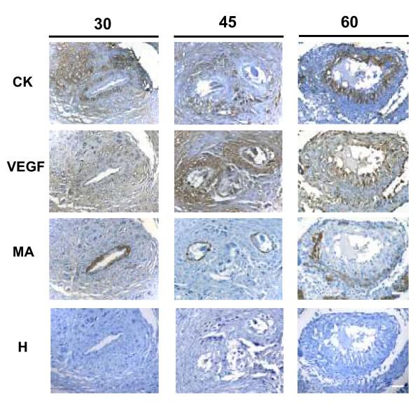 https://cdn.ncbi.nlm.nih.gov/pmc/blobs/0e51/2291058/390178c7330a/1477-7827-6-13-7.jpg