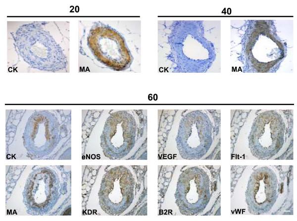 https://cdn.ncbi.nlm.nih.gov/pmc/blobs/0e51/2291058/d78e157141df/1477-7827-6-13-8.jpg