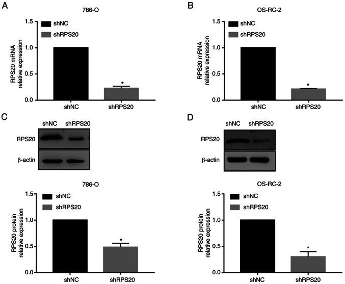 https://cdn.ncbi.nlm.nih.gov/pmc/blobs/0e51/9773015/826ed4347cc3/or-49-01-08459-g04.jpg