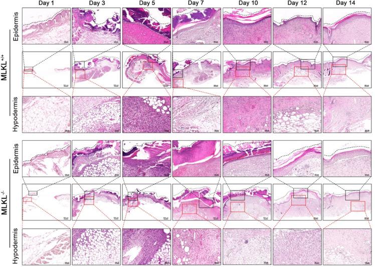 https://cdn.ncbi.nlm.nih.gov/pmc/blobs/0e54/12009362/db45d9f394c7/41598_2025_97729_Fig2_HTML.jpg