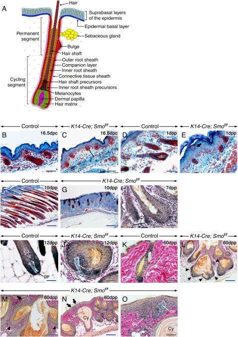 https://cdn.ncbi.nlm.nih.gov/pmc/blobs/0e5c/1885956/6e3e7cf484d8/gr1.jpg