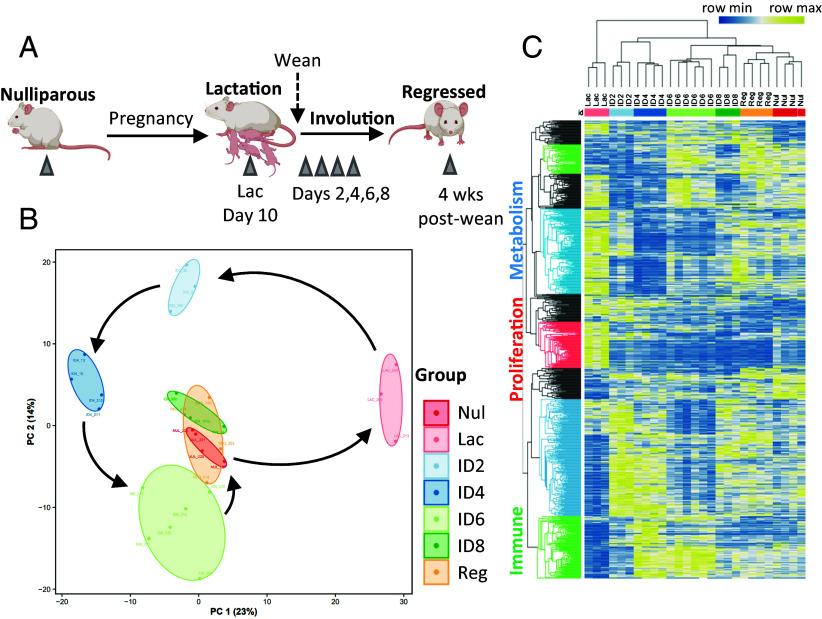 https://cdn.ncbi.nlm.nih.gov/pmc/blobs/0e5d/12184434/8cd078ce2dfa/pnas.2420174122fig01.jpg